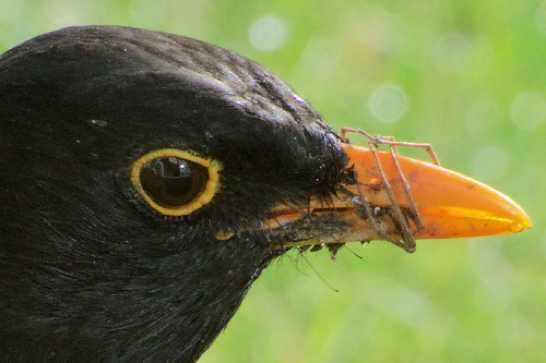 15 May 2021 - 08-33-42
This little chap has been feasting on our lawn for weeks. Usually worms, but on this day he bagged himself a creepy crawly who seems to be clinging on for dear life. A bit late in the day for that.
---------------
Blackbird feeding on Dartmouth lawn